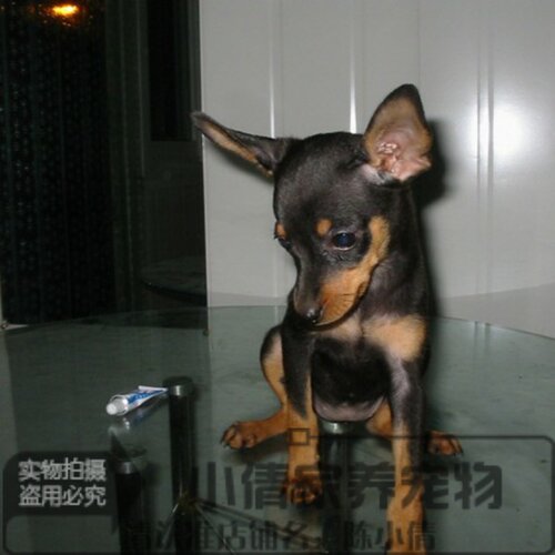 杜宾犬纯种幼犬德系铁包金立耳绑耳多只可选保证品质-h