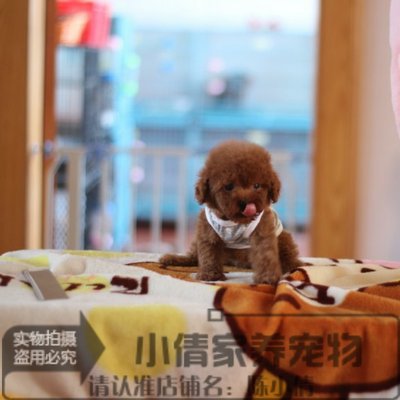 茶杯玩具体红色幼犬