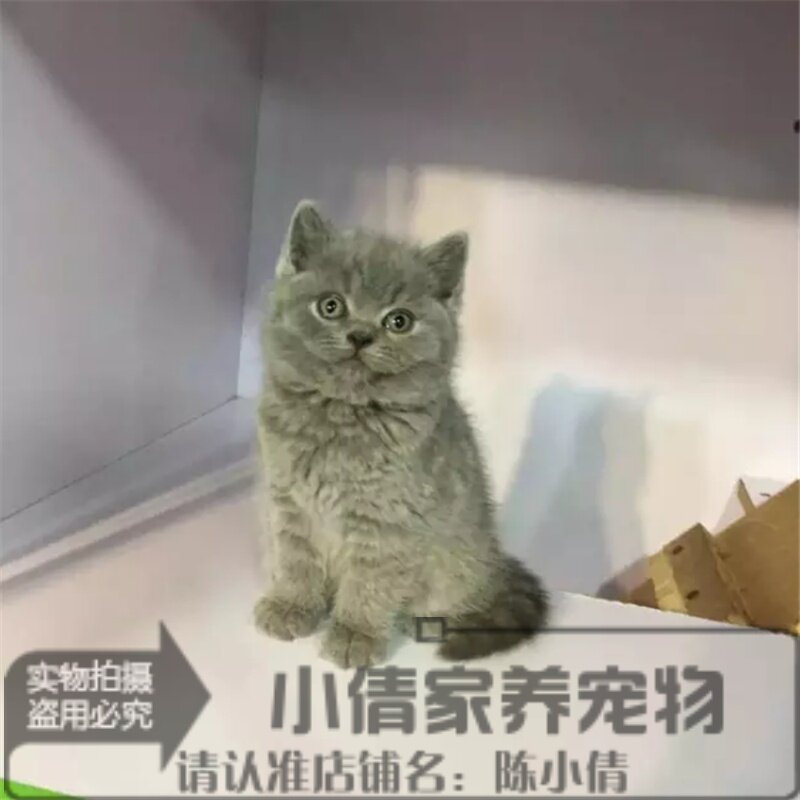 出售英国短毛猫幼猫英短蓝猫活体幼猫橘眼英短蓝猫折耳立耳均有h