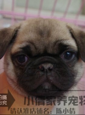 纯种活体支持支付宝巴哥幼犬