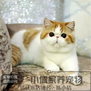 加菲纯种猫x 赛级异国短毛猫幼猫纯种加菲猫宠物猫活体幼猫加菲猫