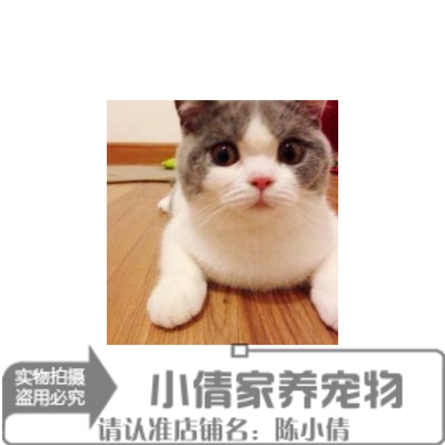 出售宠物猫咪活体英短猫加菲猫折耳猫暹罗猫蓝猫波斯猫幼猫活体q