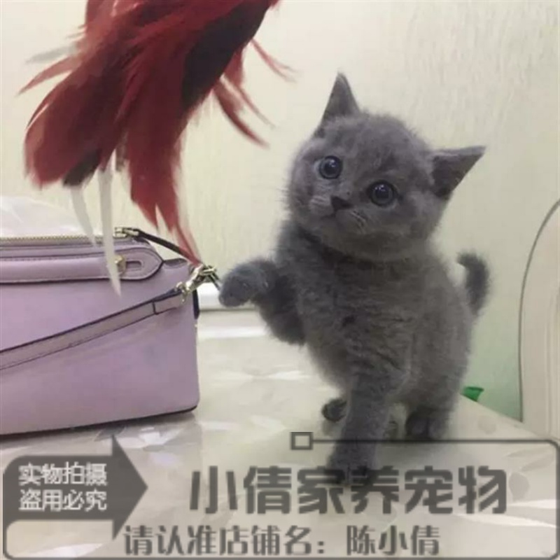 上海出售纯种英国短毛猫英短蓝猫幼猫活体宠物猫家养立耳猫x 宠物/宠物食品及用品 猫咪 原图主图