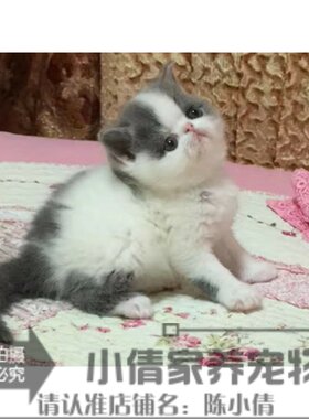 出售活体纯种蓝白幼猫