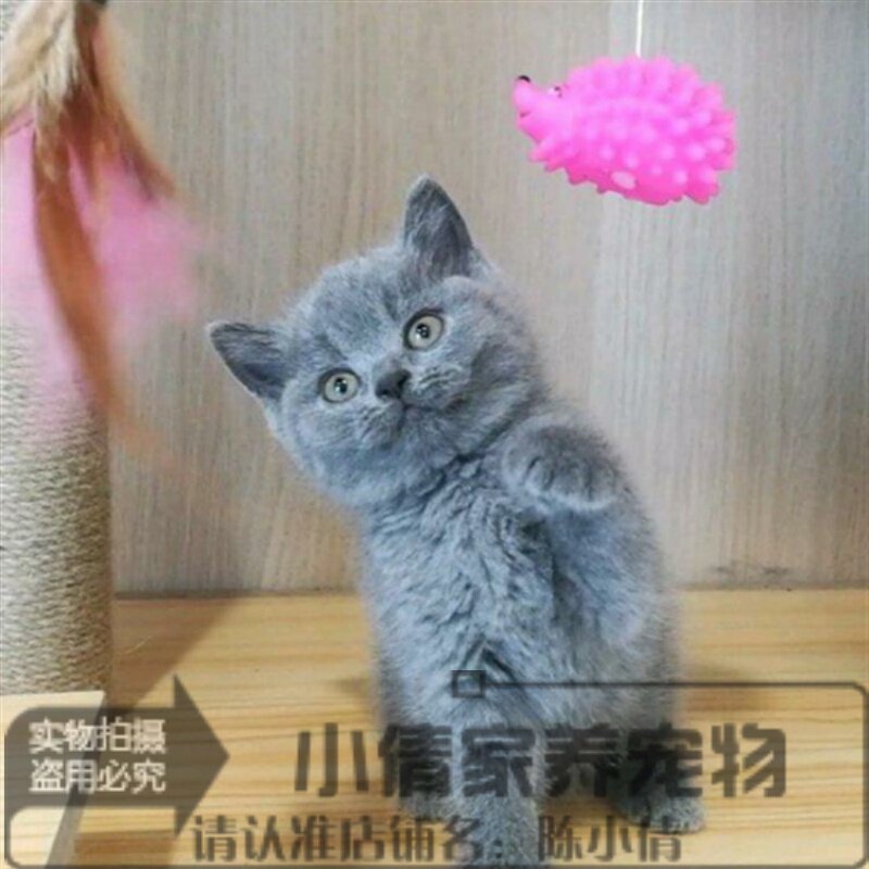 出售英国短毛猫幼猫英短蓝猫活体英短纯种家养立耳蓝猫宠物猫h