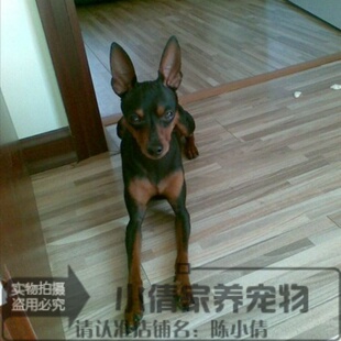 健康可爱纯种杜宾幼犬活体宠物狗宝宝出售公母都有上门来挑选h