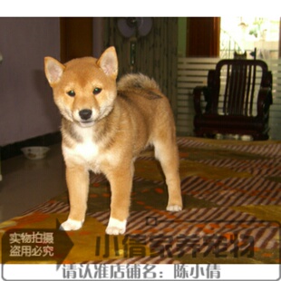 出售纯种宠物级日本柴犬狗狗日系柴犬幼犬活体短毛犬小型犬干净h