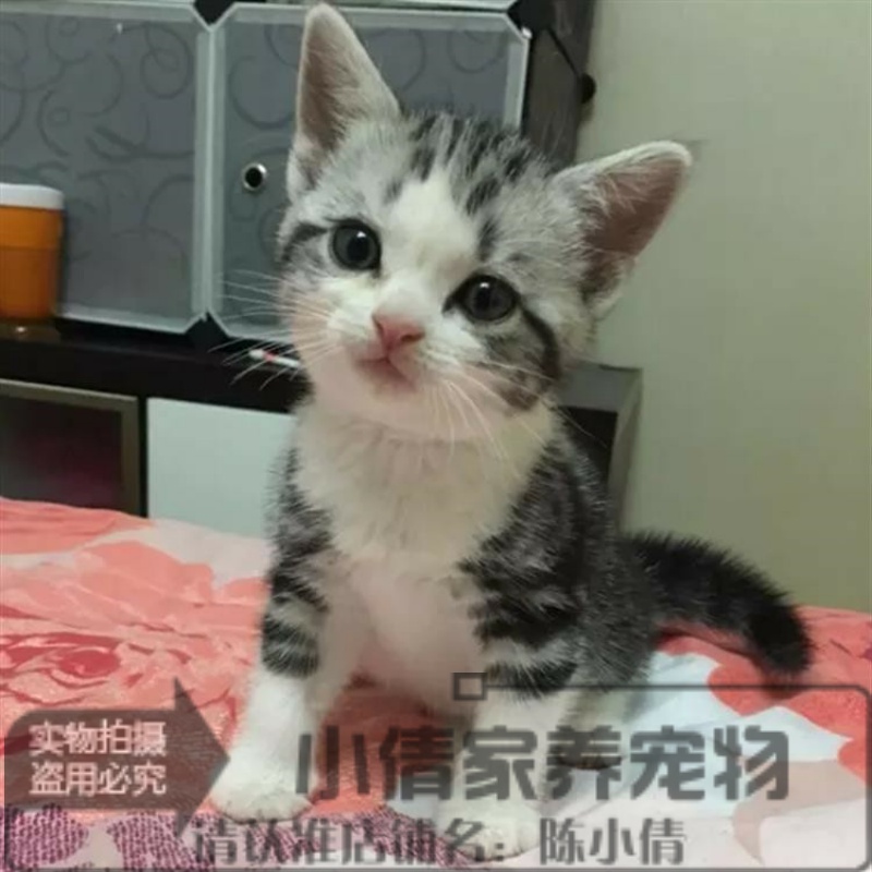 赛级美国短毛猫 纯种美短加白起司猫活体美短幼猫立耳美短加白q