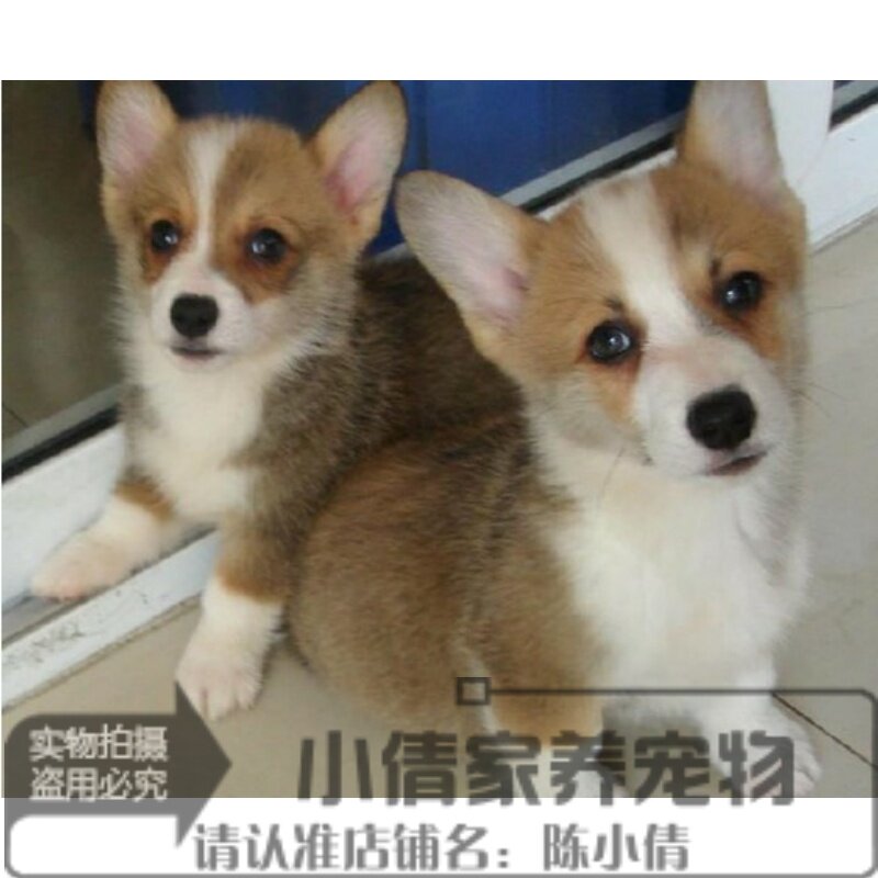 出售双色威尔士柯基犬幼犬活体宠物狗狗纯种柯基幼犬电动马达臀h