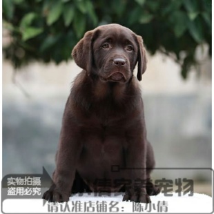 咖啡拉布拉多活体幼犬纯种宠物狗狗巧克力色拉布拉多犬幼犬宠物x
