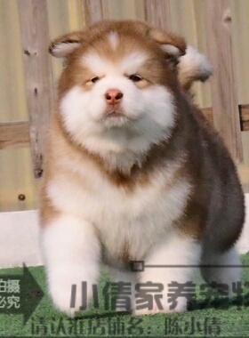 纯种阿拉斯加幼犬阿拉斯加雪橇犬大骨架阿拉斯加犬宠物狗Ah8h