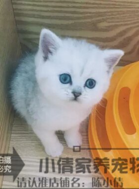 出售银渐层活体英国短毛猫