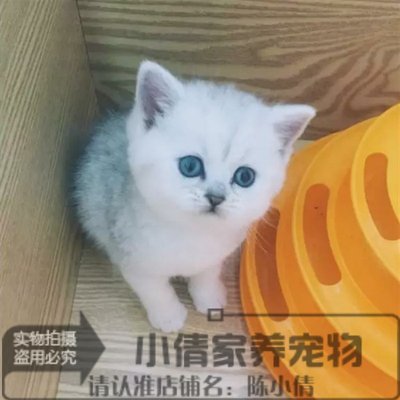 出售银渐层活体英国短毛猫