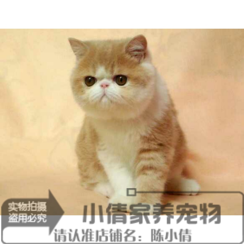 银虎斑活体英短蓝猫