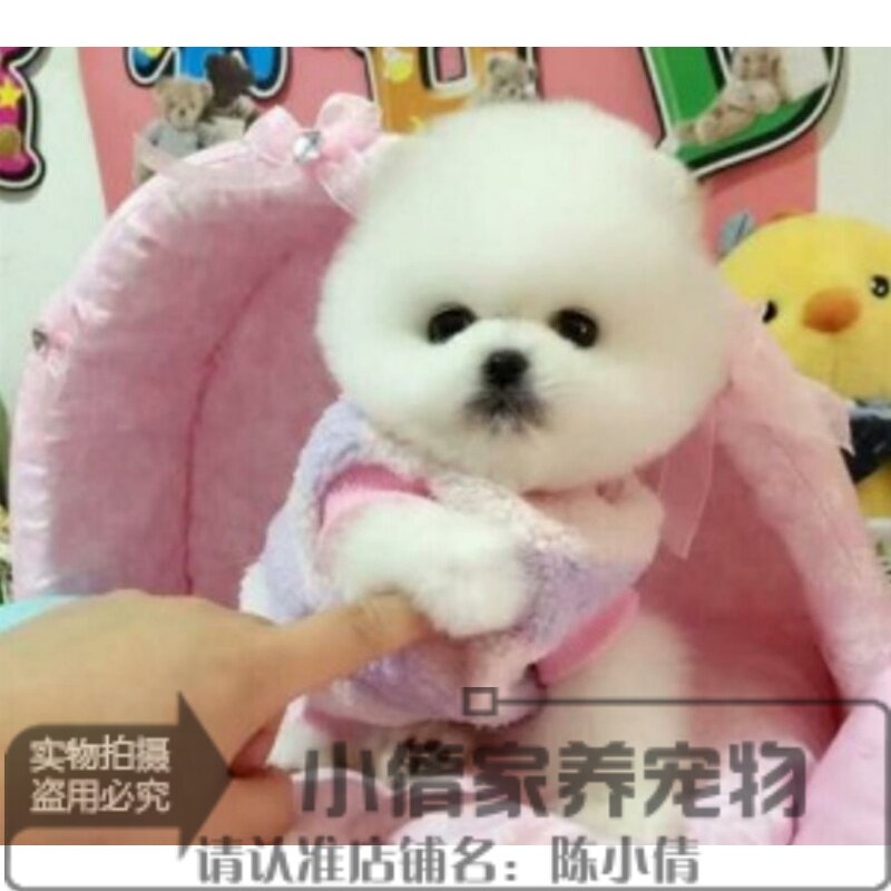 上海家养纯种博美幼犬长不大袖珍犬迷你狐狸宠物狗可上门挑oq|msdalam kategori haiwan peliharaan/makanan haiwan dan bekalan, anjing - dari Buy2taobao.com untuk memberikan perkhidmatan ejen Taobao profesional membeli