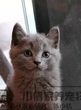 出售活体纯种英国短毛猫