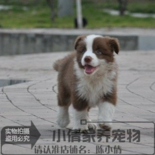 家养健康咖啡色边境牧羊犬幼犬活体宠物狗咖啡色边牧纯种出售x