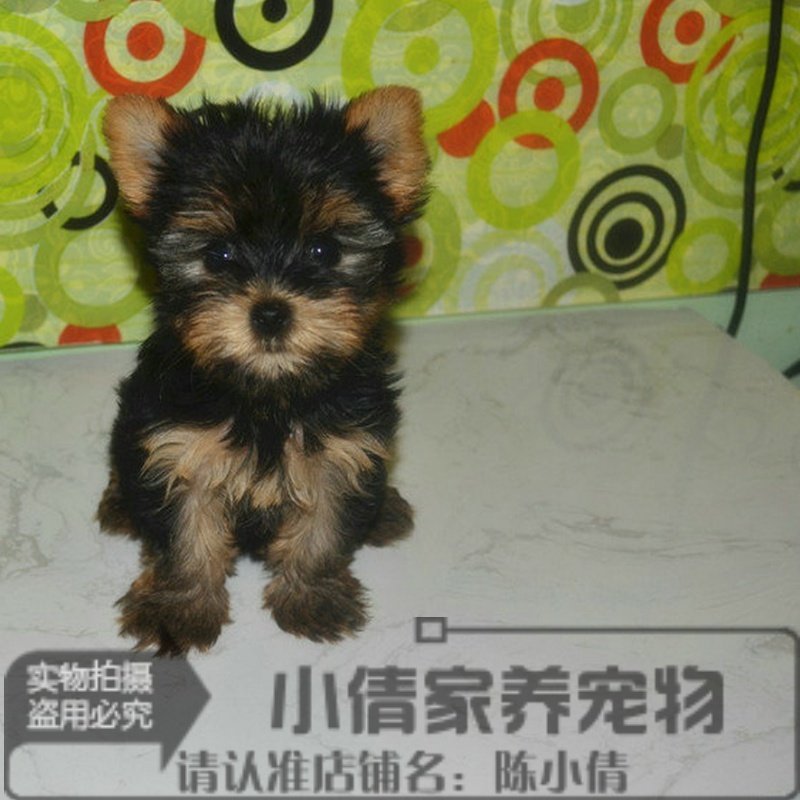 小体金头银背约克夏幼犬大眼睛短鼻子小萌脸约克夏活体宠物狗x