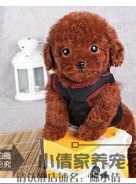 赛级红泰迪幼犬茶杯纯种活体泰迪狗玩具型迷你赛级灰色贵宾61h