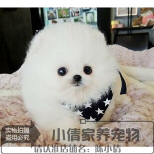 纯种赛级博美幼犬长不大袖珍犬宠物狗狗日本俊介犬可上门挑h