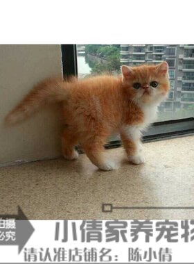 宠物小猫咪异短加菲猫活体红虎斑纯种加菲异国短毛猫幼猫幼崽h