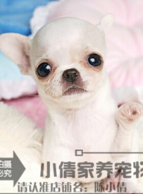 茶杯吉娃娃吉娃娃幼犬纯种吉娃娃纯苹果头吉娃娃幼犬h018h