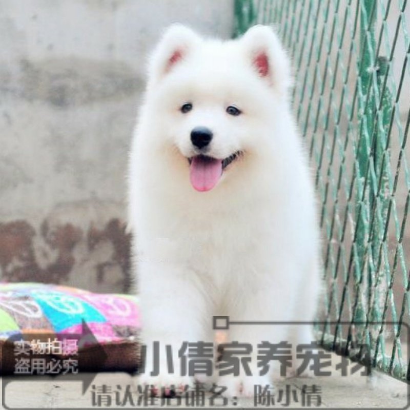 萨摩耶微笑天使双血统宠物狗狗