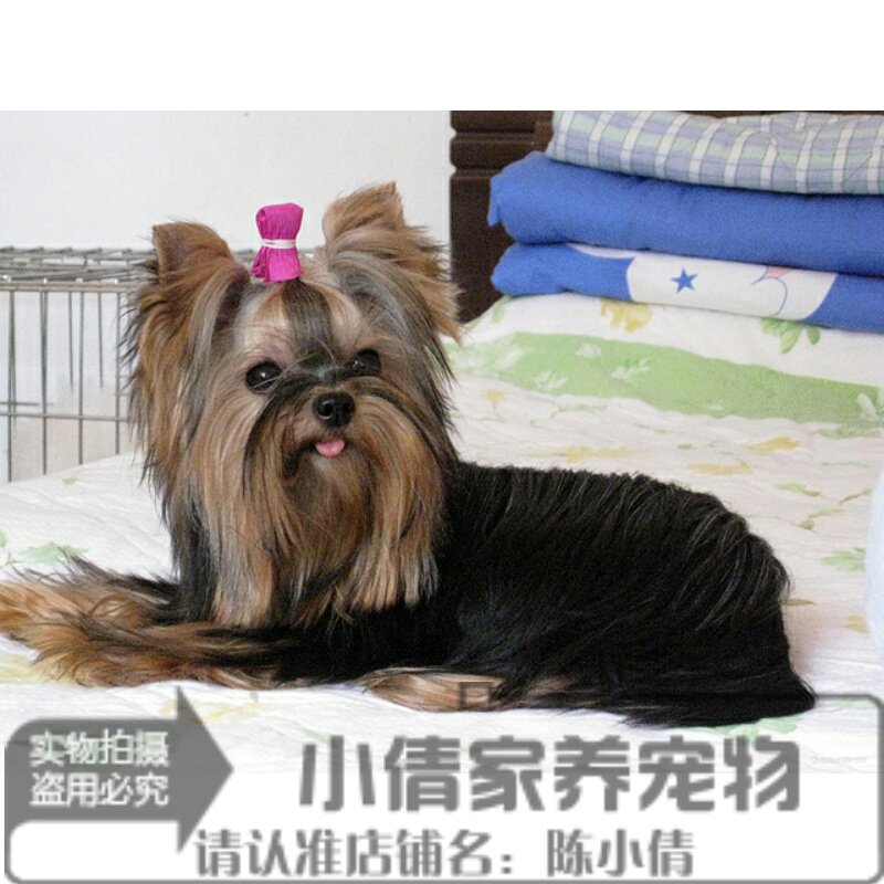 小型犬约克夏幼犬活体长毛袖珍犬迷你小体玩赏犬玩物金头钢背x