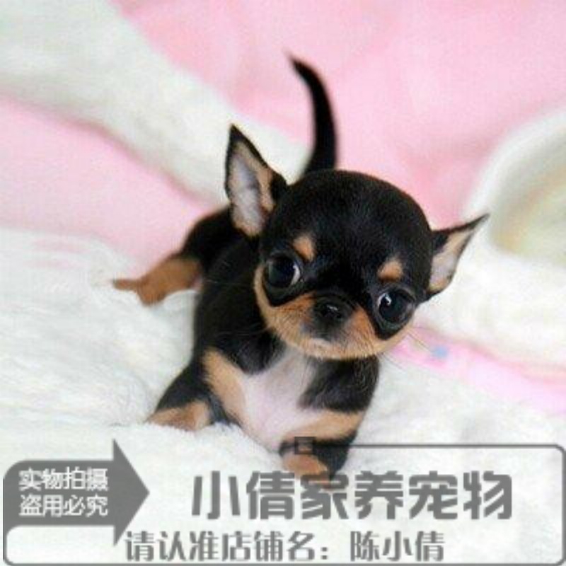 茶杯犬/吉娃娃犬幼犬/吉娃娃狗/吉娃娃幼犬出售吉娃娃幼犬纯种x 宠物/宠物食品及用品 狗狗 原图主图