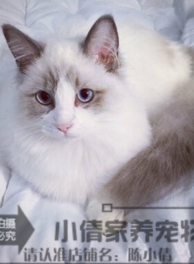 海豹纯种活体布偶猫
