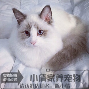 CFA血统布偶猫双色海豹布偶猫布偶猫幼猫纯种布偶猫幼猫活体h