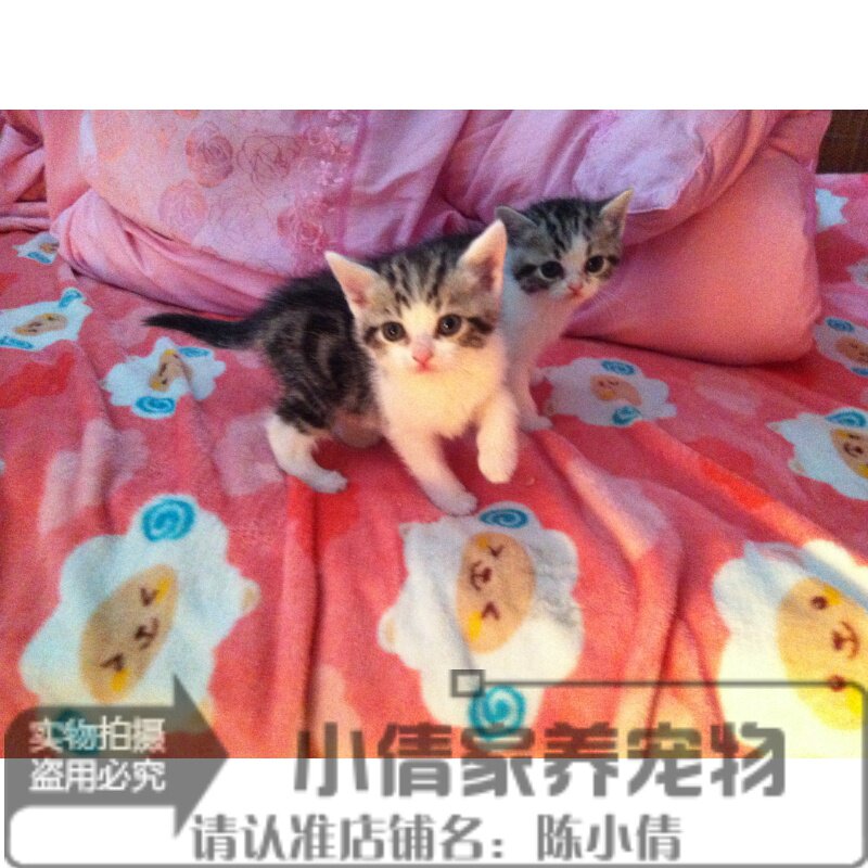 纯种银虎斑美国短毛猫
