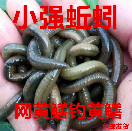 臭蚯蚓黄鳝老张泥鳅综合耳浙江