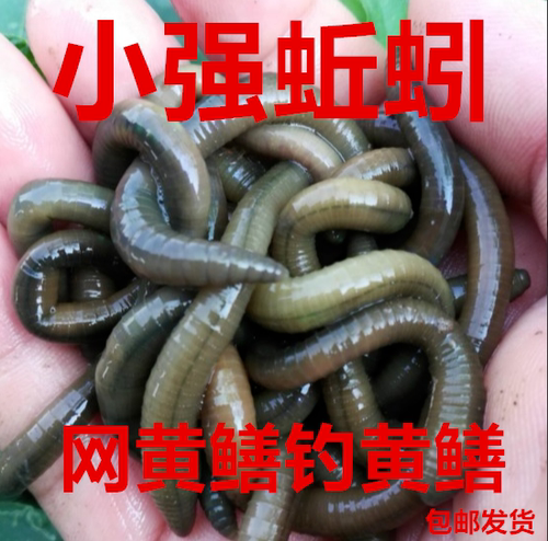 臭蚯蚓黄鳝老张泥鳅综合耳浙江