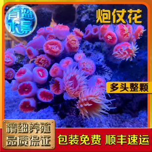 炮仗花珊瑚海水太阳花珊瑚海缸NPS观赏造景软体生物活体新手易养