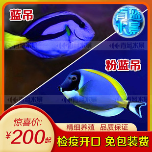 海水鱼观赏鱼蓝吊粉蓝吊紫吊黄金吊天狗吊群游海鱼类开口颗粒