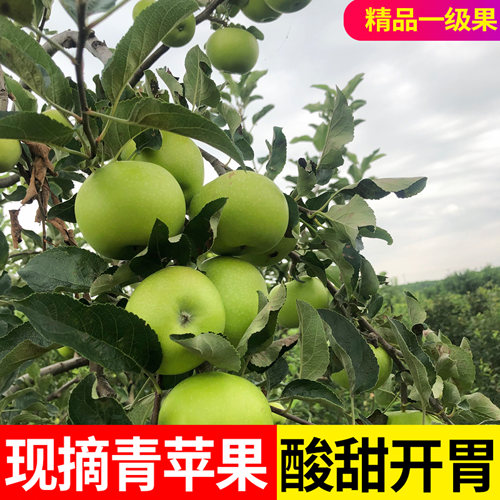 流口水的酸甜脆青苹果！