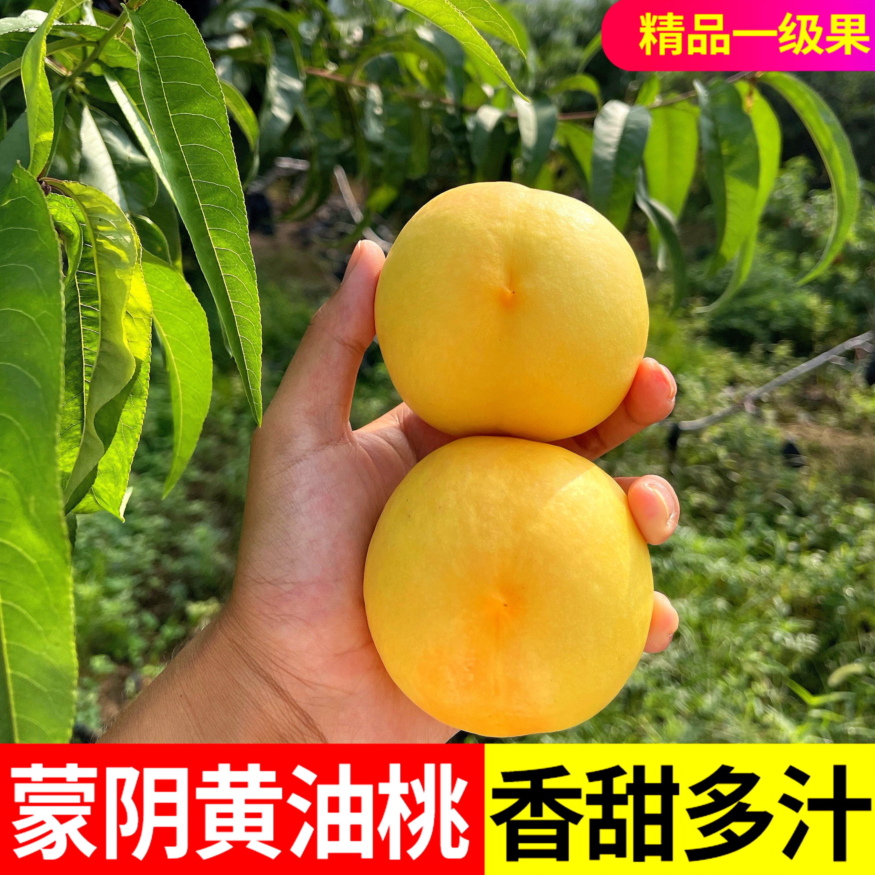 蒙阴黄油桃新鲜水果当季孕妇脆甜黄金油桃黄心蜜桃子现发整箱5斤