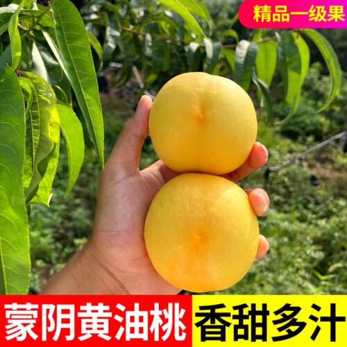 正宗蒙阴黄金油桃五斤包邮
