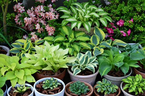 盆栽玉簪花卉推荐新款庭院包邮