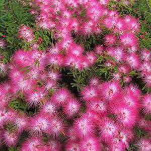 盆栽合欢价格 盆栽合欢图片 星期三