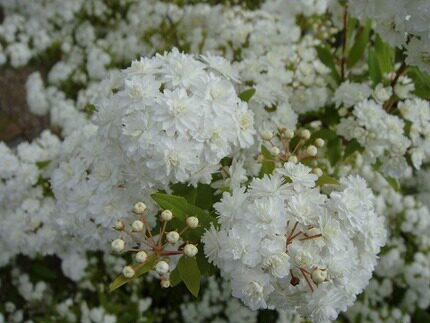 绣线菊重瓣小手鞠宿根小灌木新款推荐花卉盆栽庭院春季园艺木本