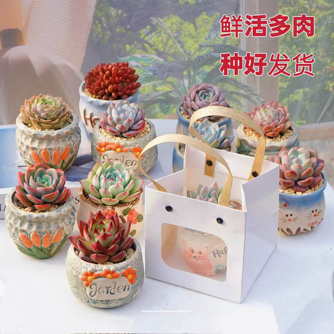 成品发货多肉植物组合盆栽含花盆桌面绿植花卉室内创意肉肉套餐图片