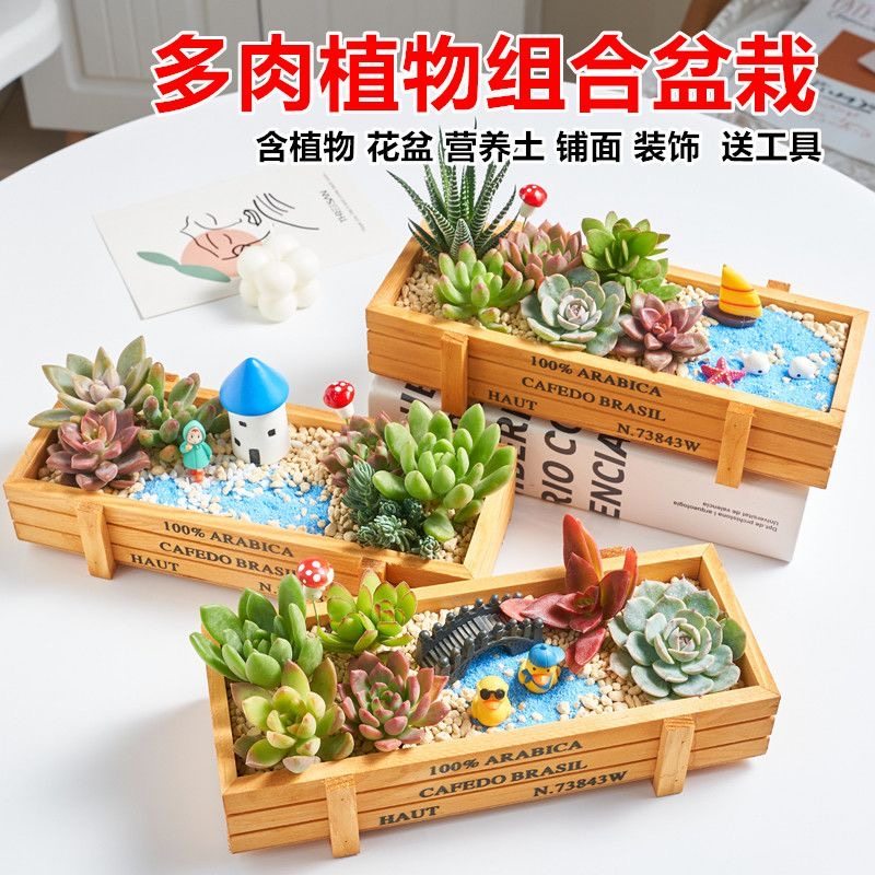 多肉植物组合盆栽含盆创意diy拼盘花盆肉肉植物室内绿植花卉,鲜花速递/花卉仿真/绿植园艺,多肉植物,淘宝优惠券,粉丝福利购,淘宝优惠卷