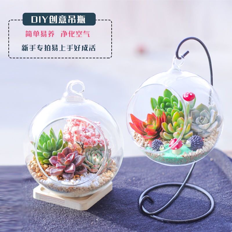 创意多肉植物组合盆栽阳台室内肉肉植物diy材料包玻璃盆套装含盆
