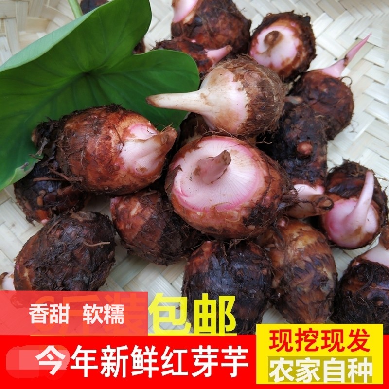 芋头新鲜小芋头特大 香芋农家自种红嘴芋儿软糯甜包邮红芽芋头仔