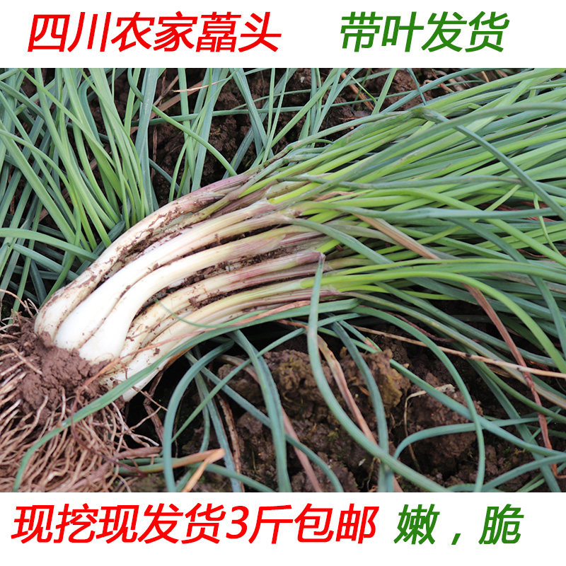 藠头新鲜带叶包邮四川农家自种嚼头蔬菜荞头现挖发货3斤包邮 荞头