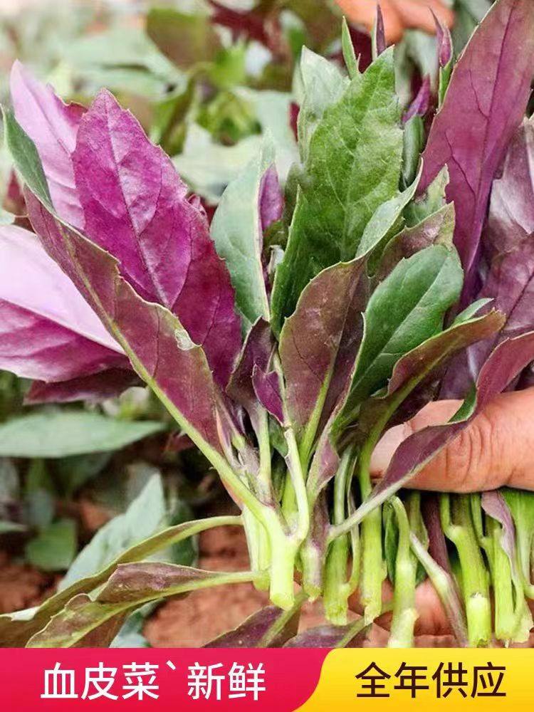 血皮菜新鲜四川野生山菜石韭红背菜苗3斤包邮现摘观音紫背天葵菜