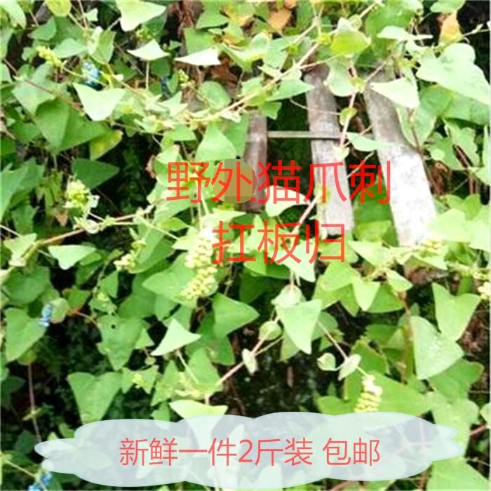 扛板归新鲜野外草中药材刺藤退血草犁壁藤干品新鲜2斤包邮猫爪刺_虎窝淘