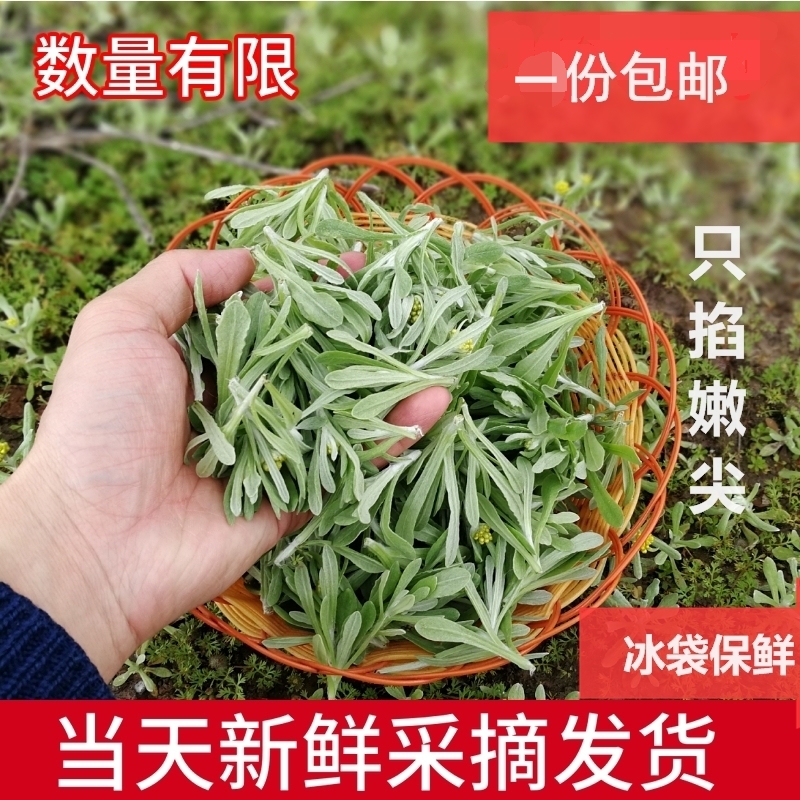 鼠曲草新鲜野生鼠麴食用艾粿清明果田艾草野菜现摘现发250g清明草